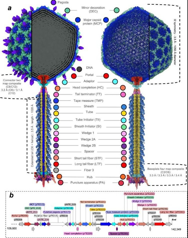     Вирус убийца черной ножки картофеля обладает уникальной структурой
