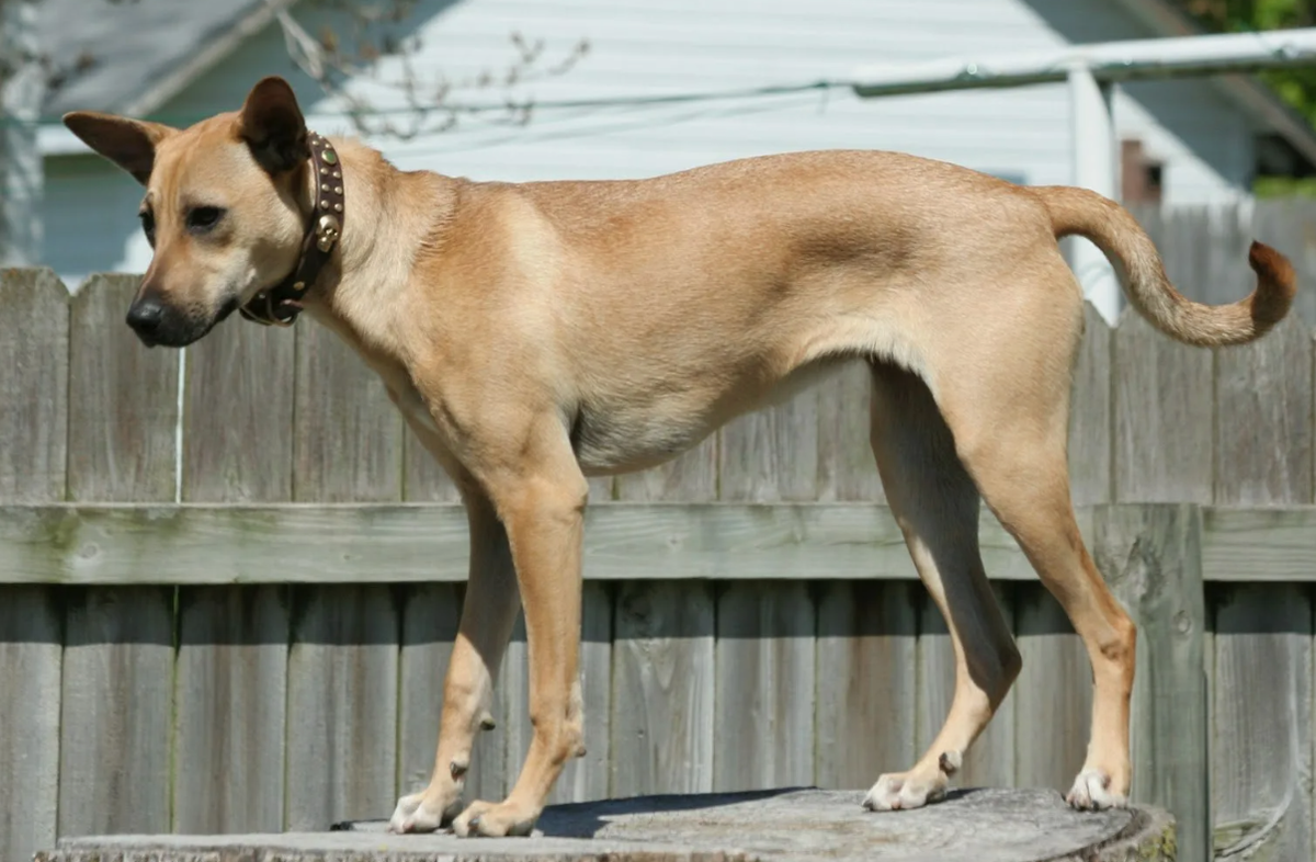 Индийская собака Пария