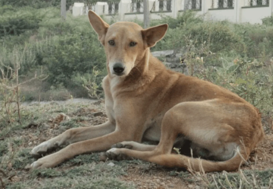 Дикие парии