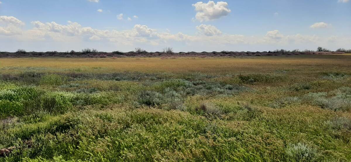 Так и есть, как в том стихотворение. В особые дни, когда воздух прозрачен, можно увидать Кавказский хребет на горизонте. Как мираж. От нас до него всего 250 км.