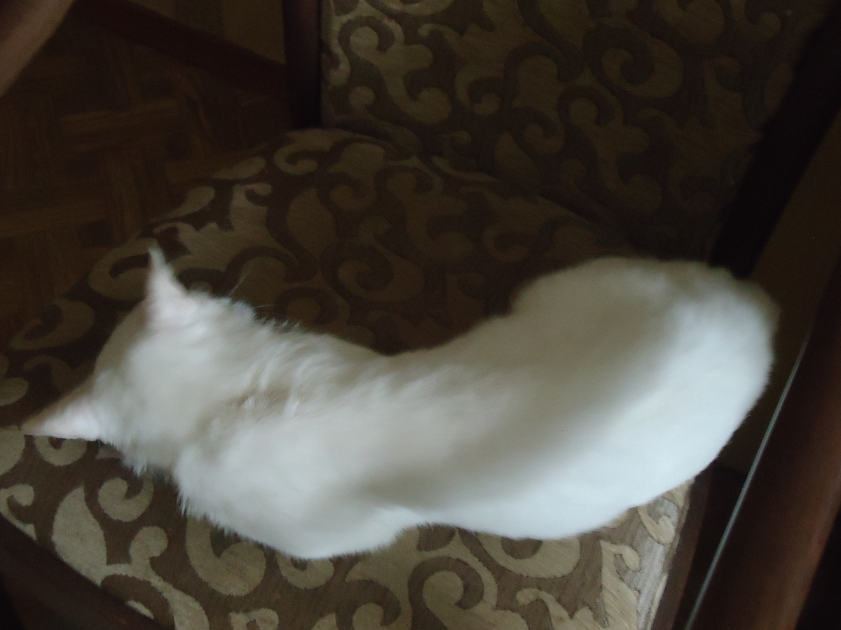 Хорошо спать на кресле в дождливое утро.