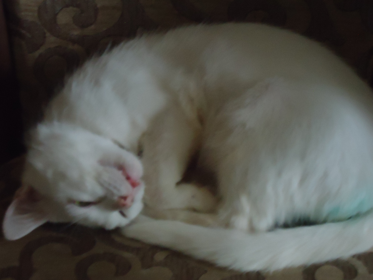 Спит дома с высунутым языком.