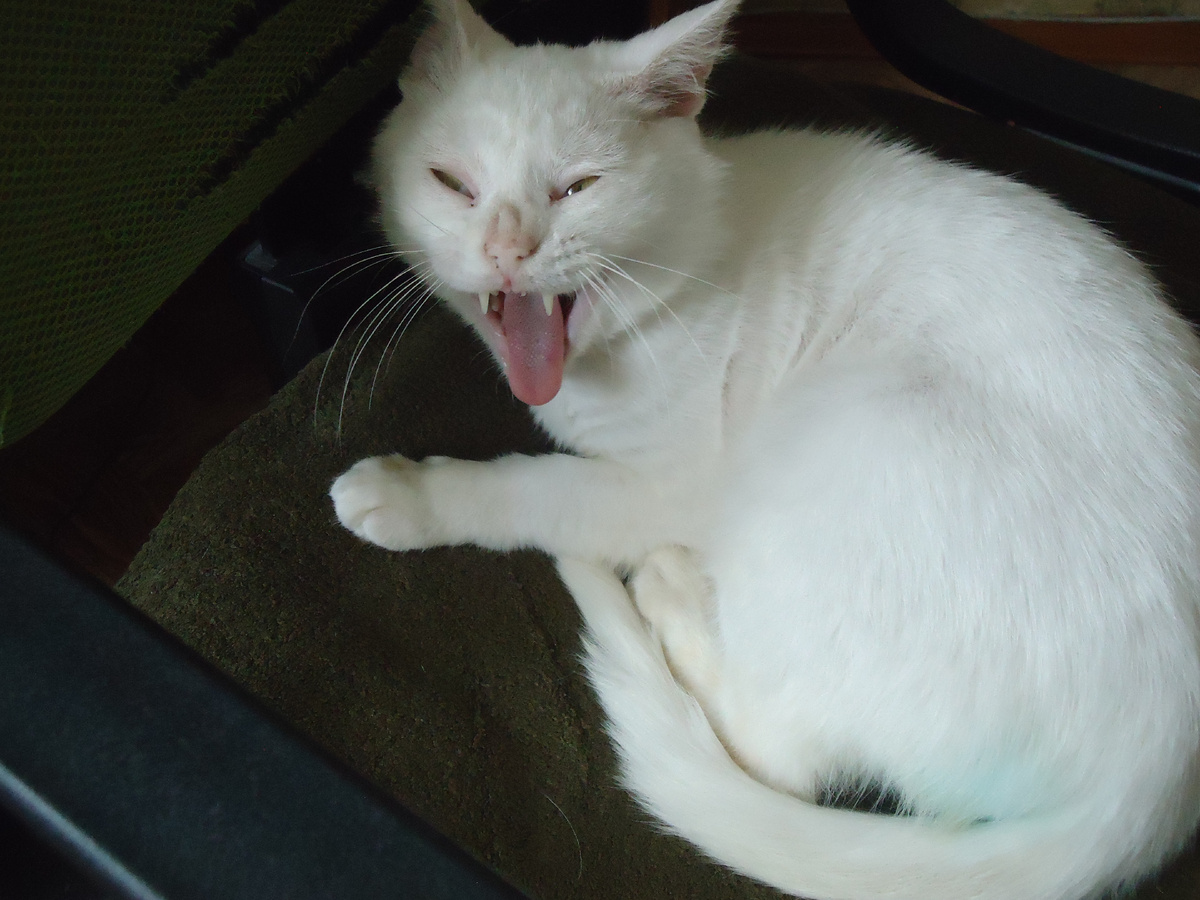 Зевнул спросонья.