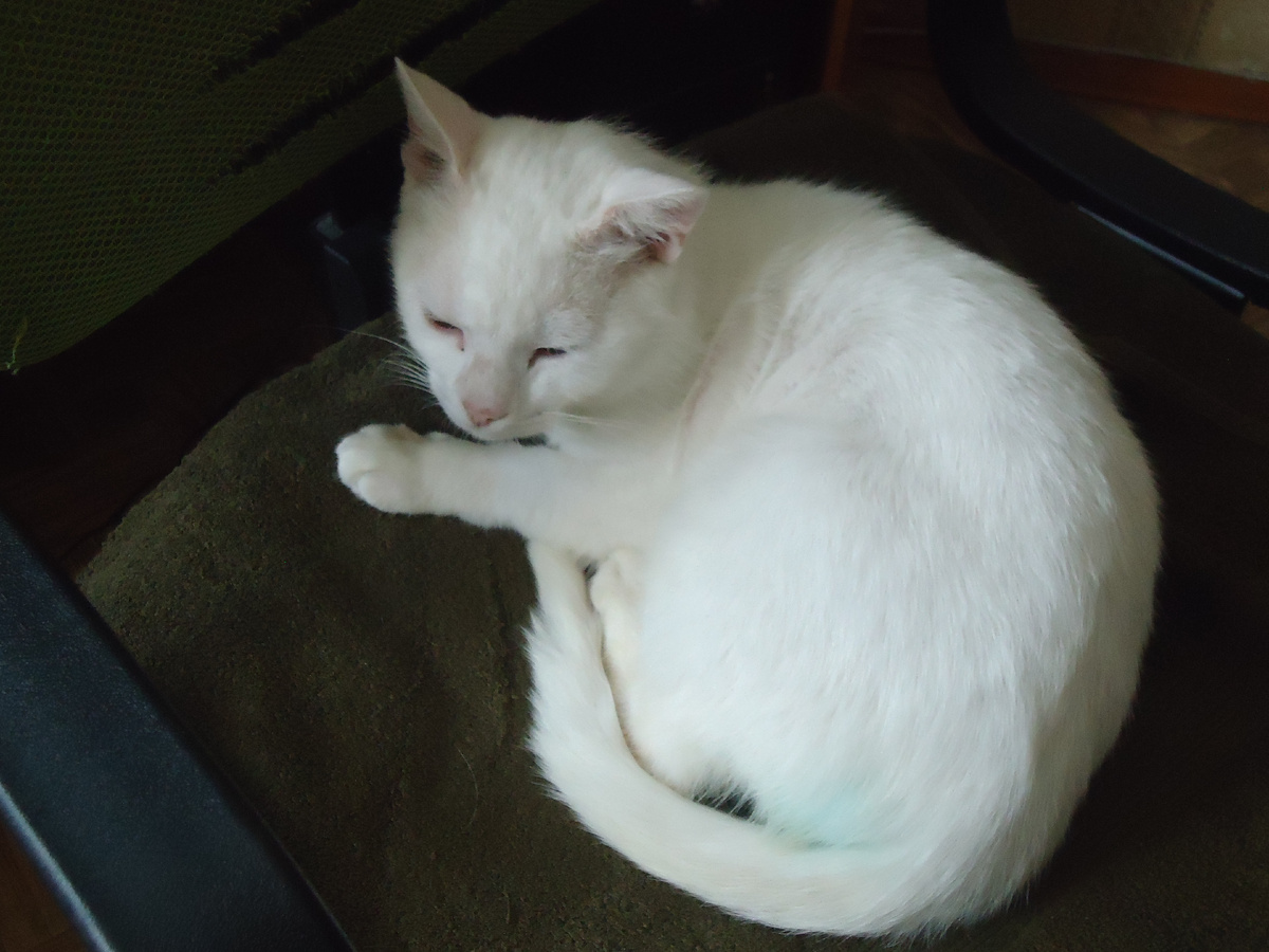 Дремлет в кресле.