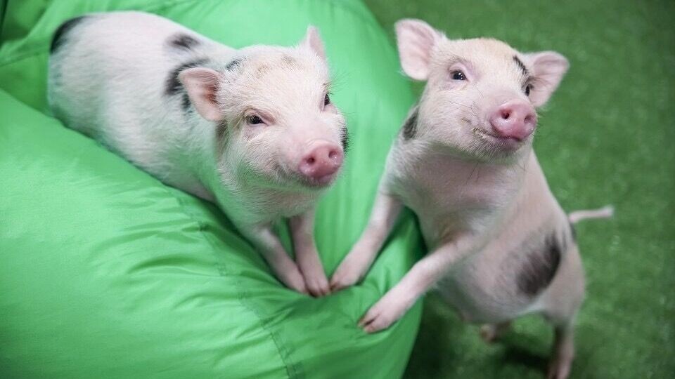     Источник: Диана Иванова, www.krsk.kp.ru