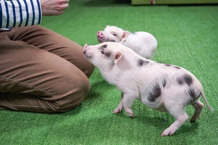     Источник: Диана Иванова, www.krsk.kp.ru