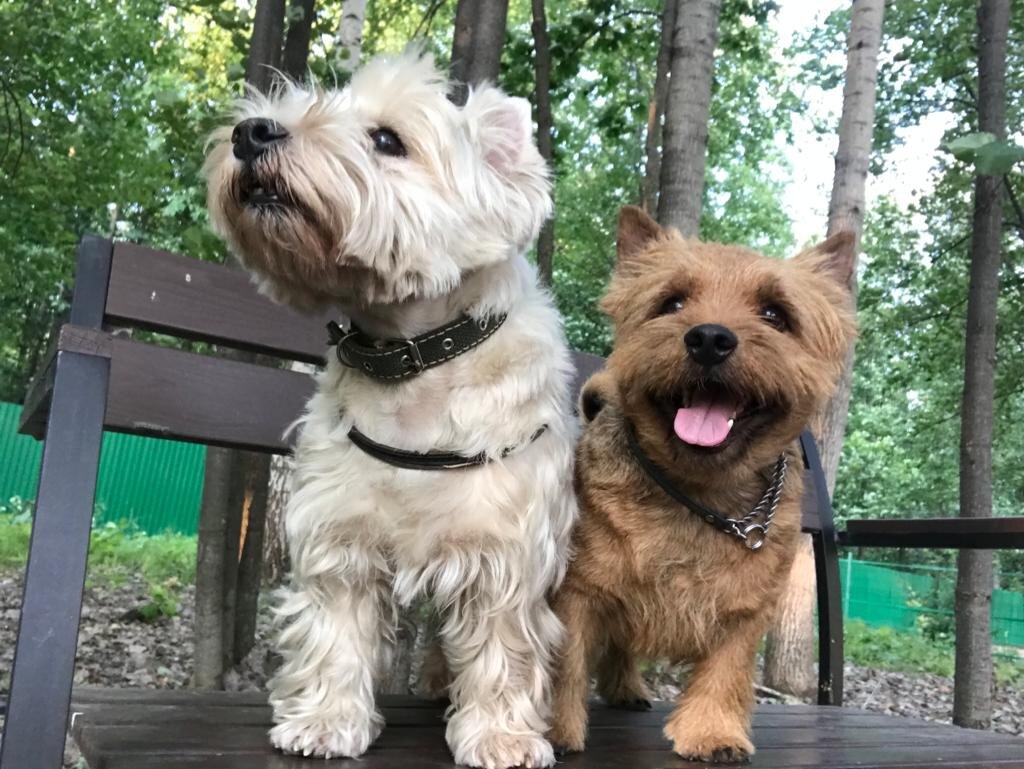 Два терьера