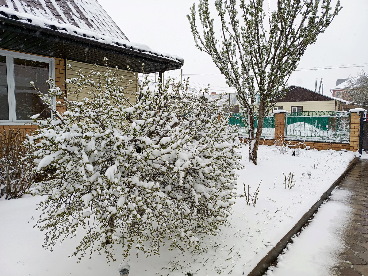 Это моя многострадальная вишня, вся в бутонах....