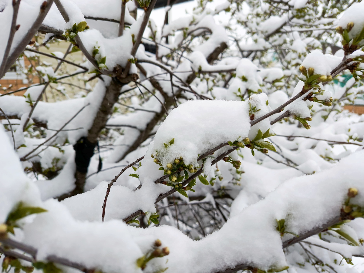 Бутоны в снегу...