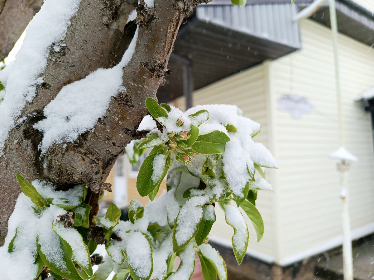 Яблоня-китайка, бутоны... Прошлой весной справилась с заморозком. Надеюсь, и этот переживет.