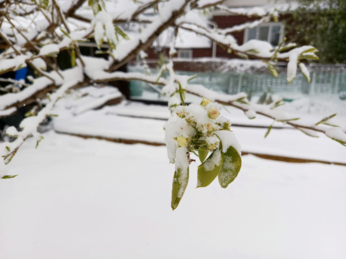 Грушенька.... В прошлом году всё замерзло...