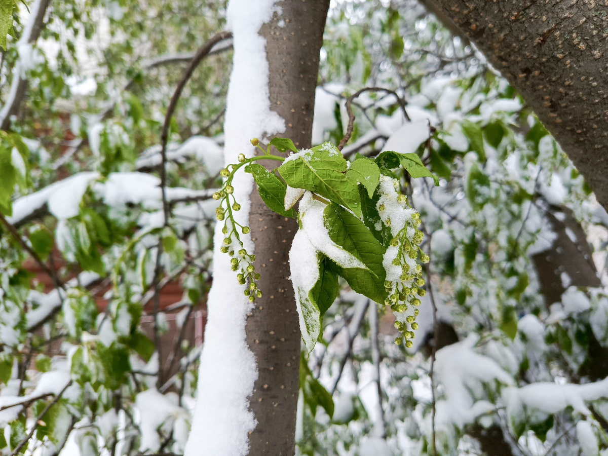 Даже черемуха не успела зацвести.