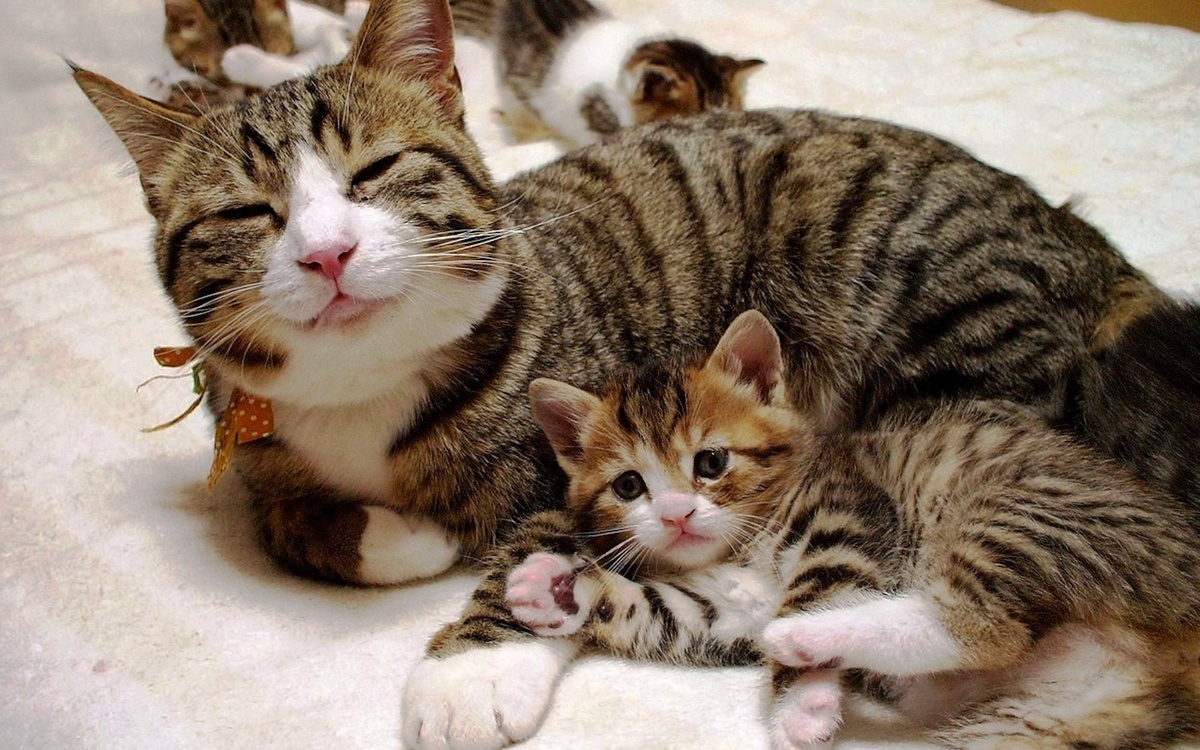 Картинки Яндекс