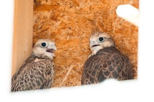    Фото: Минэкологии Татарстана