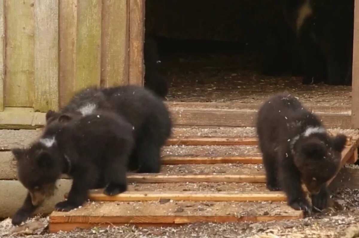    Появилось видео первых прогулок медвежат в Тверской области