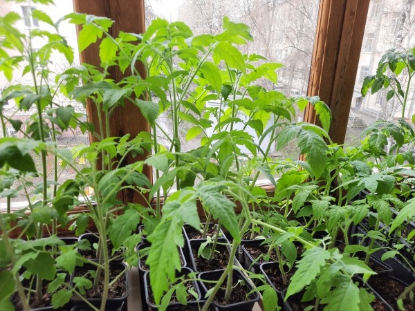 Фото от 25 апреля 2022 года. Рассада еще не переросла, но уже на грани.