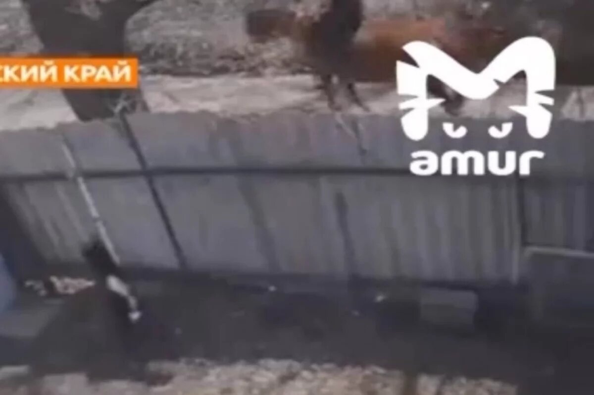    У двоих людей скот украли в 2024 году, уздечки и ошейники нашли у похитителей