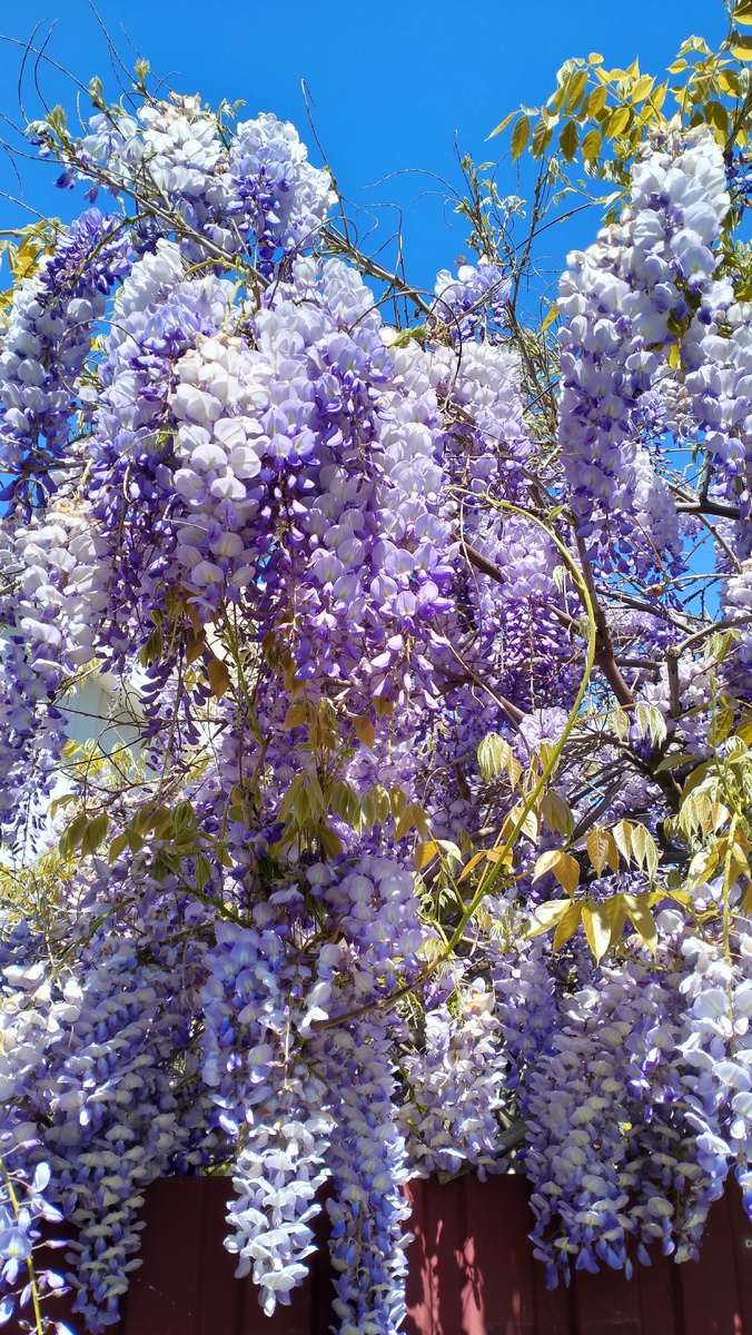 Обожаю глицинию. Она шикарна. 