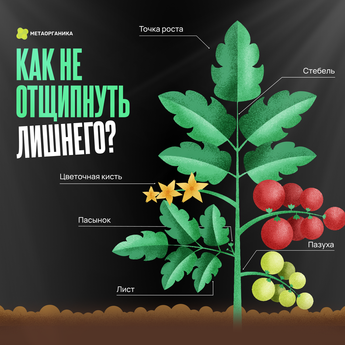 Термины огородника без заумностей: что резать, а что оставить?

Знакомо? Читаешь советы бывалых садоводов, а там — "удаляйте пасынки", "не трогайте точку роста", "обрежьте до первой пазухи". И как новичку понять, где что находится? Давайте разбираться на пальцах!

🍃 Простыми словами:
1️⃣ Точка роста — это "макушка" растения, откуда появляются новые листья. Не трогайте её, если не хотите остановить рост! (Исключение — прищипка огурцов/томатов для кустистости).

2️⃣ Пасынок — боковой побег, который растёт из пазухи листа (между стволом и листом). У томатов их обычно удаляют, чтобы все силы шли в плоды.

3️⃣ Пазуха листа — это "уголок" между стеблем и листом. Именно там прячутся цветочные почки, пасынки или усы (у огурцов/клубники).


✂️ Что резать, а что нет?
— Удаляем: пасынки томатов, лишние усы клубники, кривые побеги смородины.
— Не трогаем: точку роста у перцев/баклажанов, цветочные почки в пазухах огурцов.


📌 Сохраните себе, чтобы не потерять! А какие термины вас чаще всего путали? Делитесь в комментариях — разберём вместе!