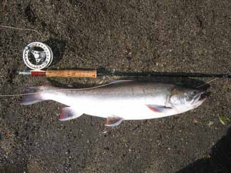 Рыбалка на гольца: прикормка, приманки и секреты успешной ловли