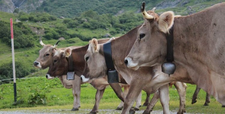    Правда ли, что молоко от рогатых коров полезнее, чем от обезроженных?