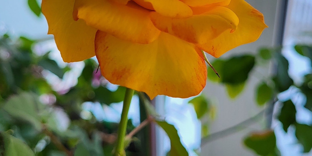 Писать или не писать...(мое мнение)