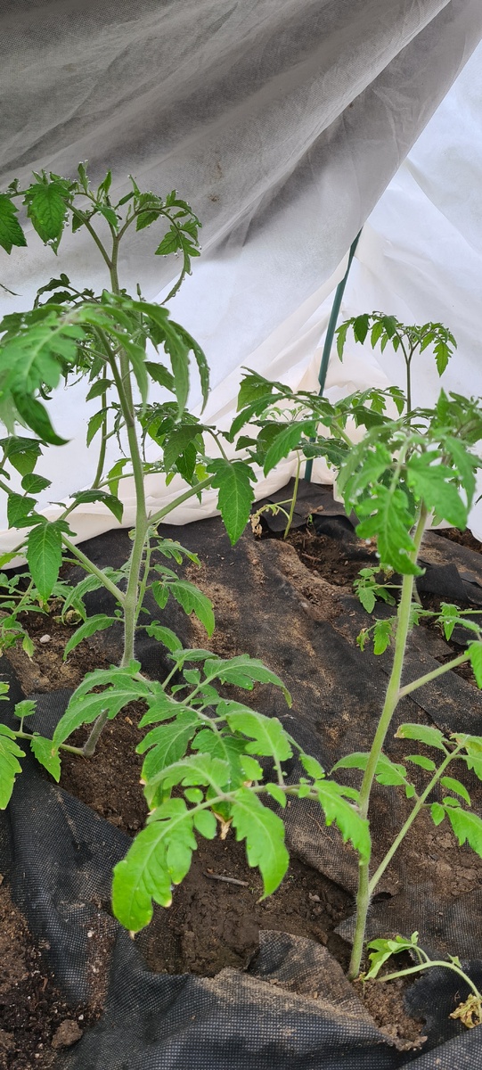 Помидоры посажённые 21 апреля. 