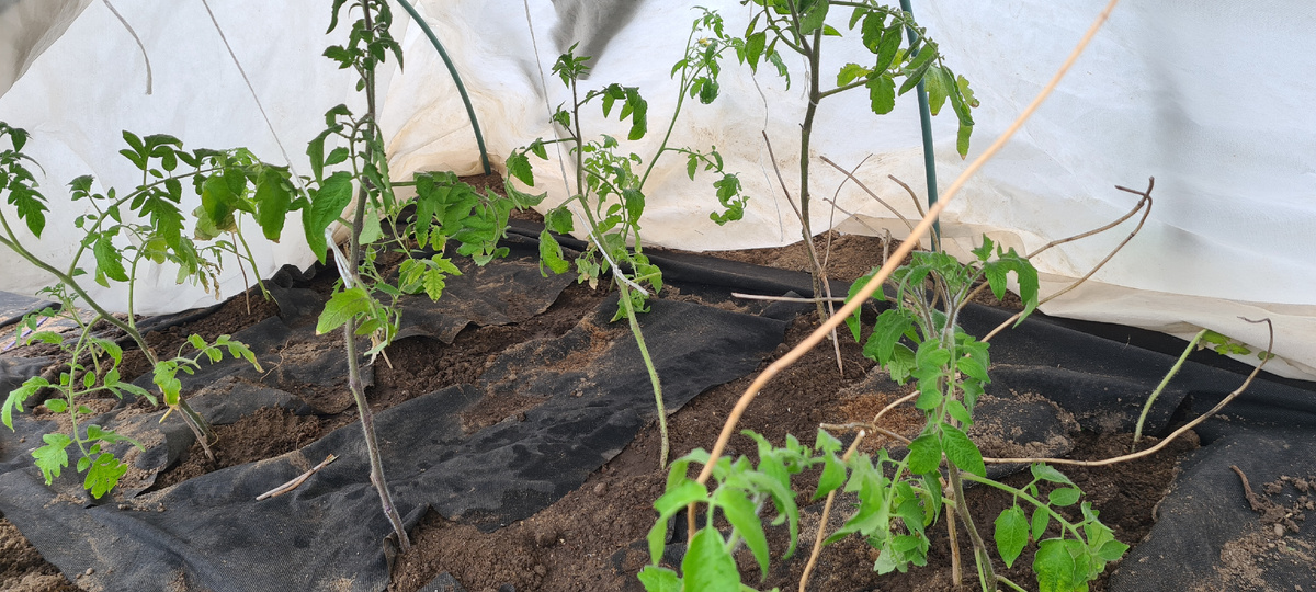 28 апреля посадила .