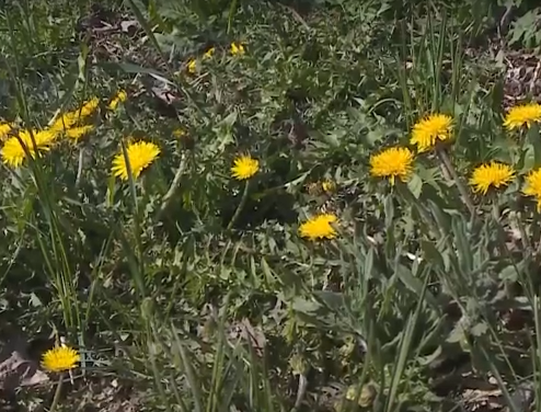     В Красноярск на смену почти летней погоде идут дожди и сильный ветер