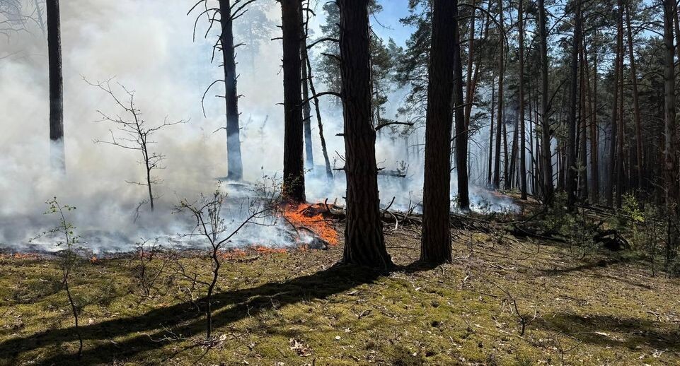    пресс-служба Комитета лесного хозяйства Московской области