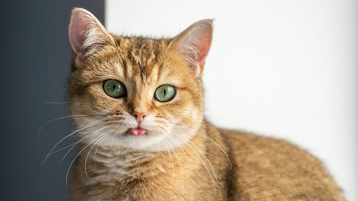 Котик с высунутым языком