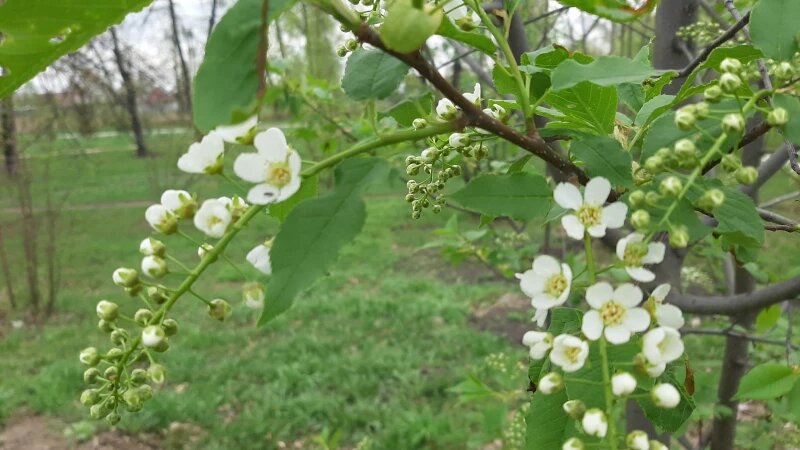     Цветение черемухи в Барнауле Васильева Лариса