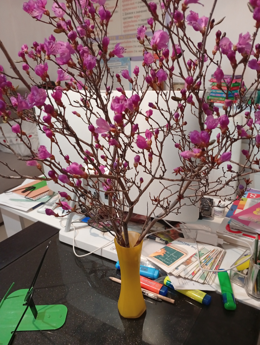 Отцвел мой багульник