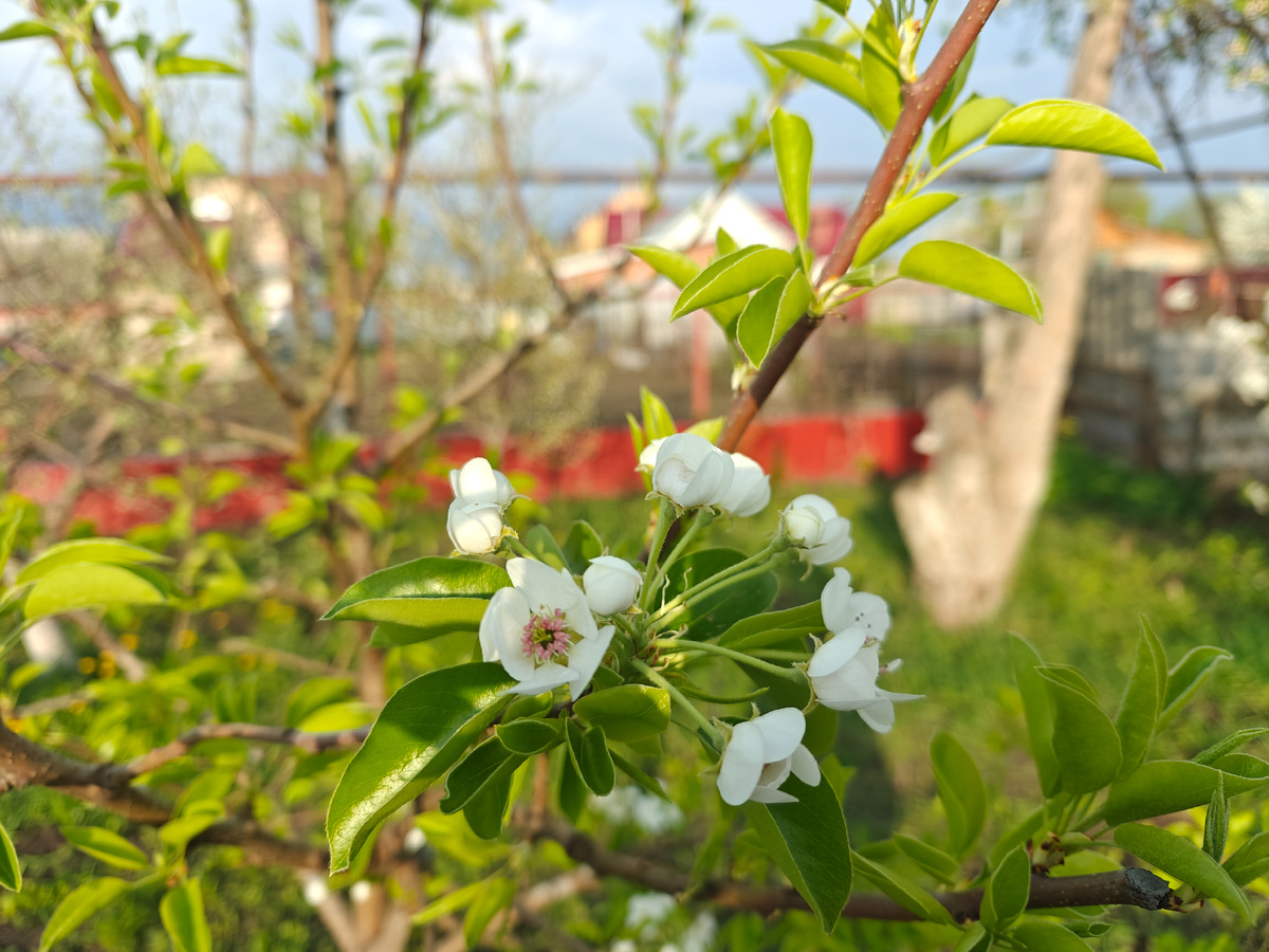 Первое цветение груши