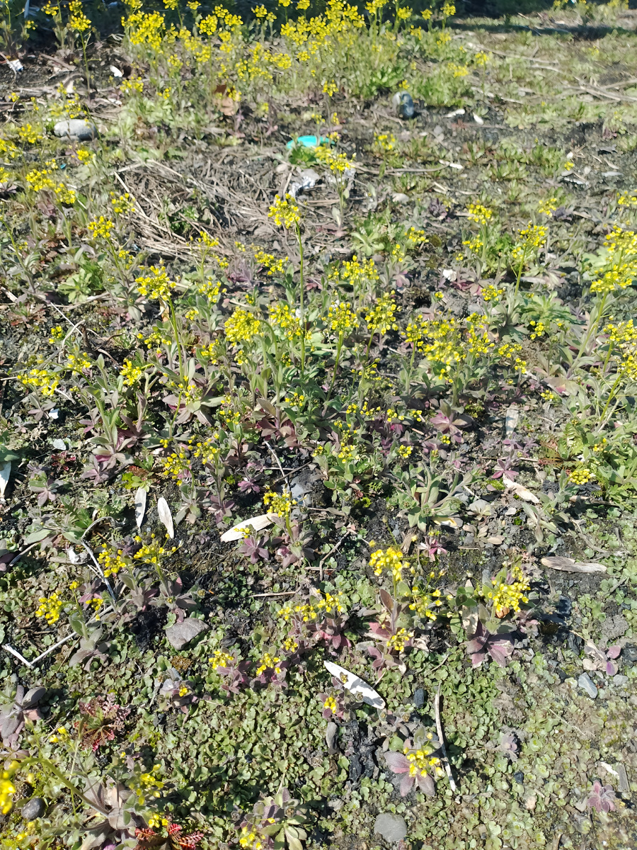 Крупка дубравная.