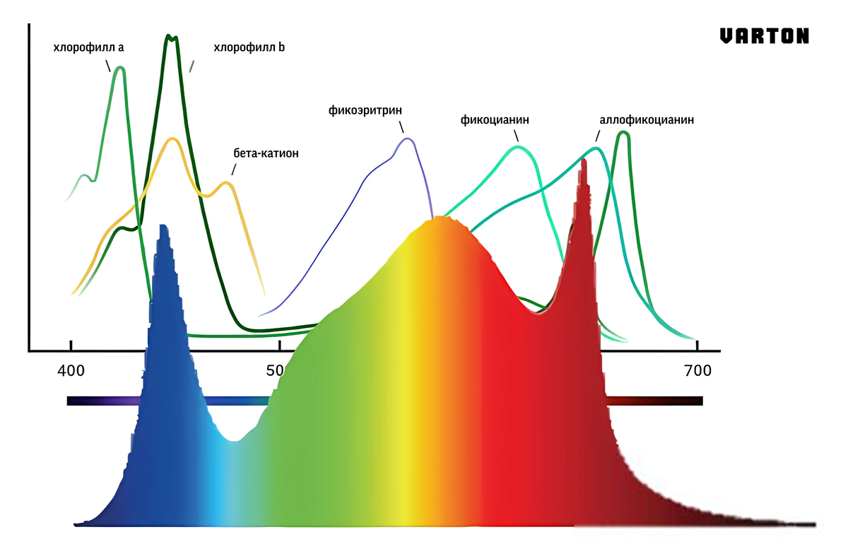 Рис.1. График наложения спектра излучения светильника AGRIS FS и спектра поглощения света растениями