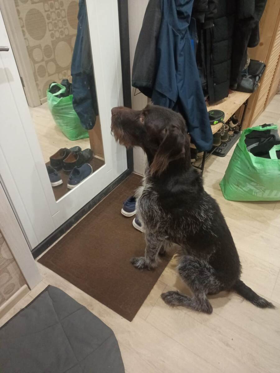 Жена сфоткала, пока меня не было