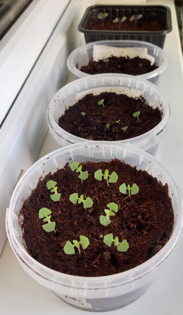  Базилик «Овощной фиолетовый» и «Овощной лимончик» спустя 12 дней после посева