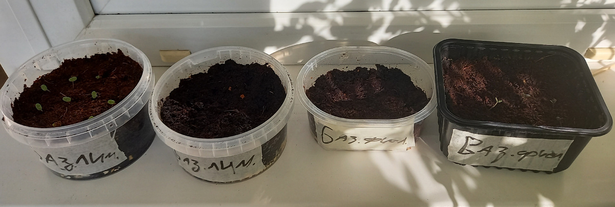 Базилик «Овощной фиолетовый» и «Овощной лимончик»: первые всходы на 4-й день после посева