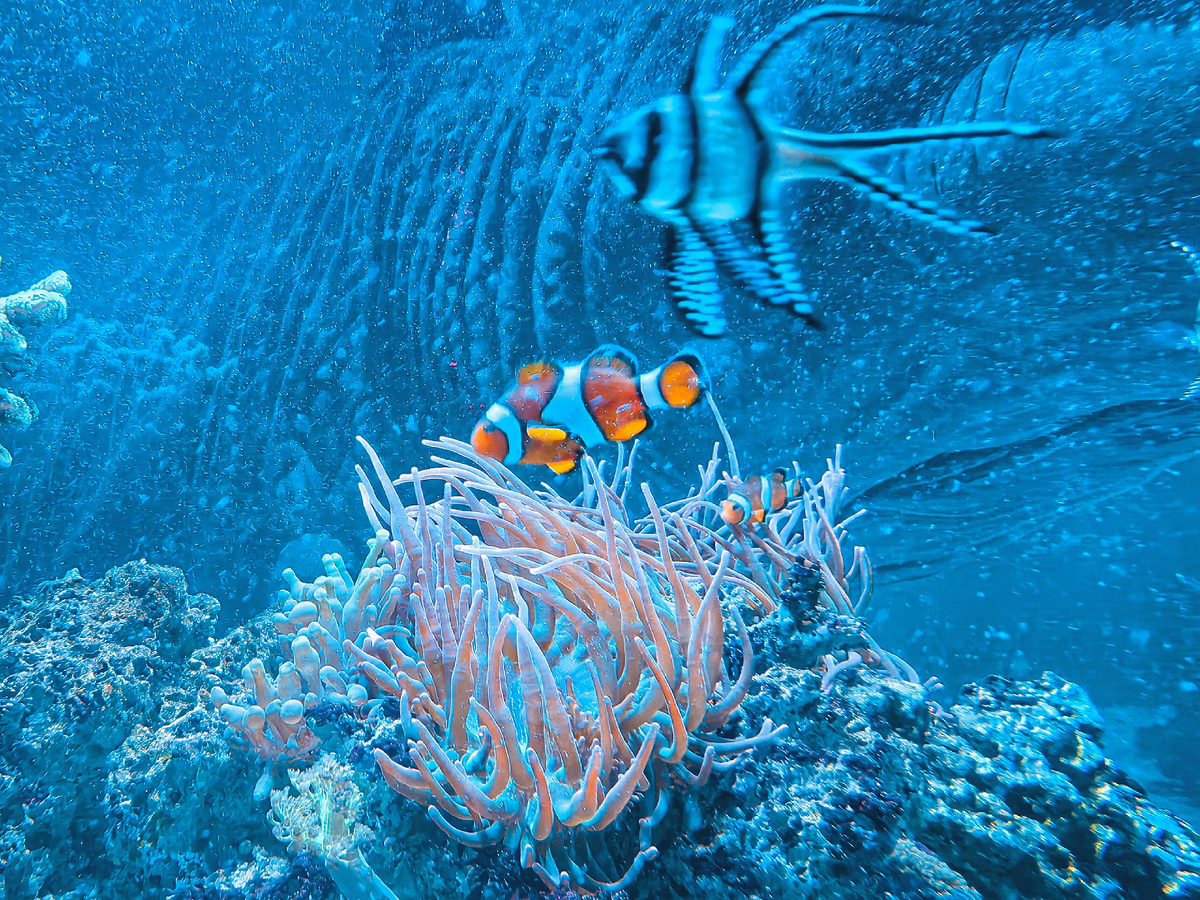 Почти как в известном мультике