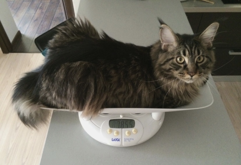 По данным на 2024 год, самый большой вес среди мейн-кунов — 10,3 кг. Его достиг питомец семейной пары из Бразилии по имени Хартукс.