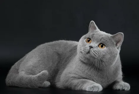 Средний вес данных кошек составляет 6-7 кг