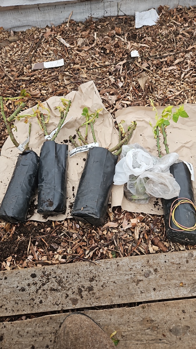 Слева три Императрицы, справа - Тсумуги, два саженца в одном мешке. Между ними - молодила.