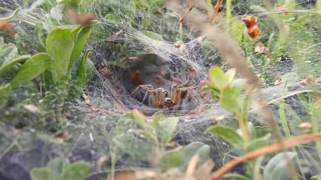 Пауки-лабиринтовики не нападают на живых собратьев, но быстро поедают их трупы.