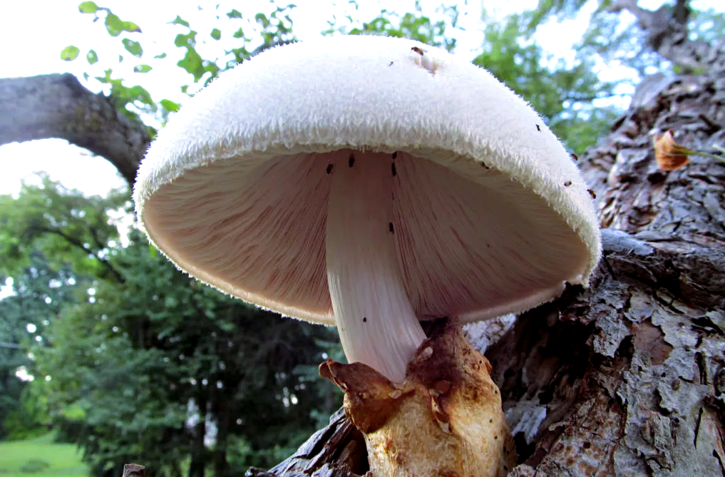 Снимок: wpamushroomclub.org