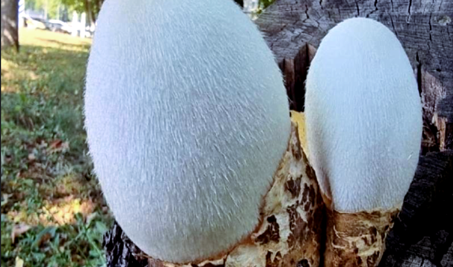 Лат. Volvariella. Источник фото: chehov-vid.ru