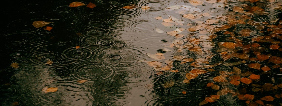 Еще берёзовые листья прелестно смотрятся в осенних лужах, но стоит ли ради этого терпеть полгода пыльно-зеленую берёзовую рощу под окнами?