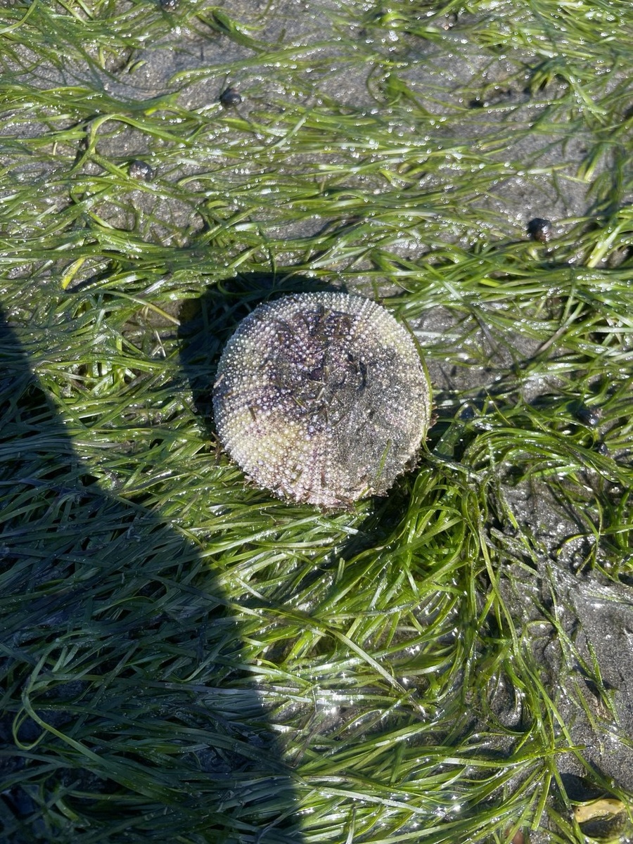 Морской ёж.