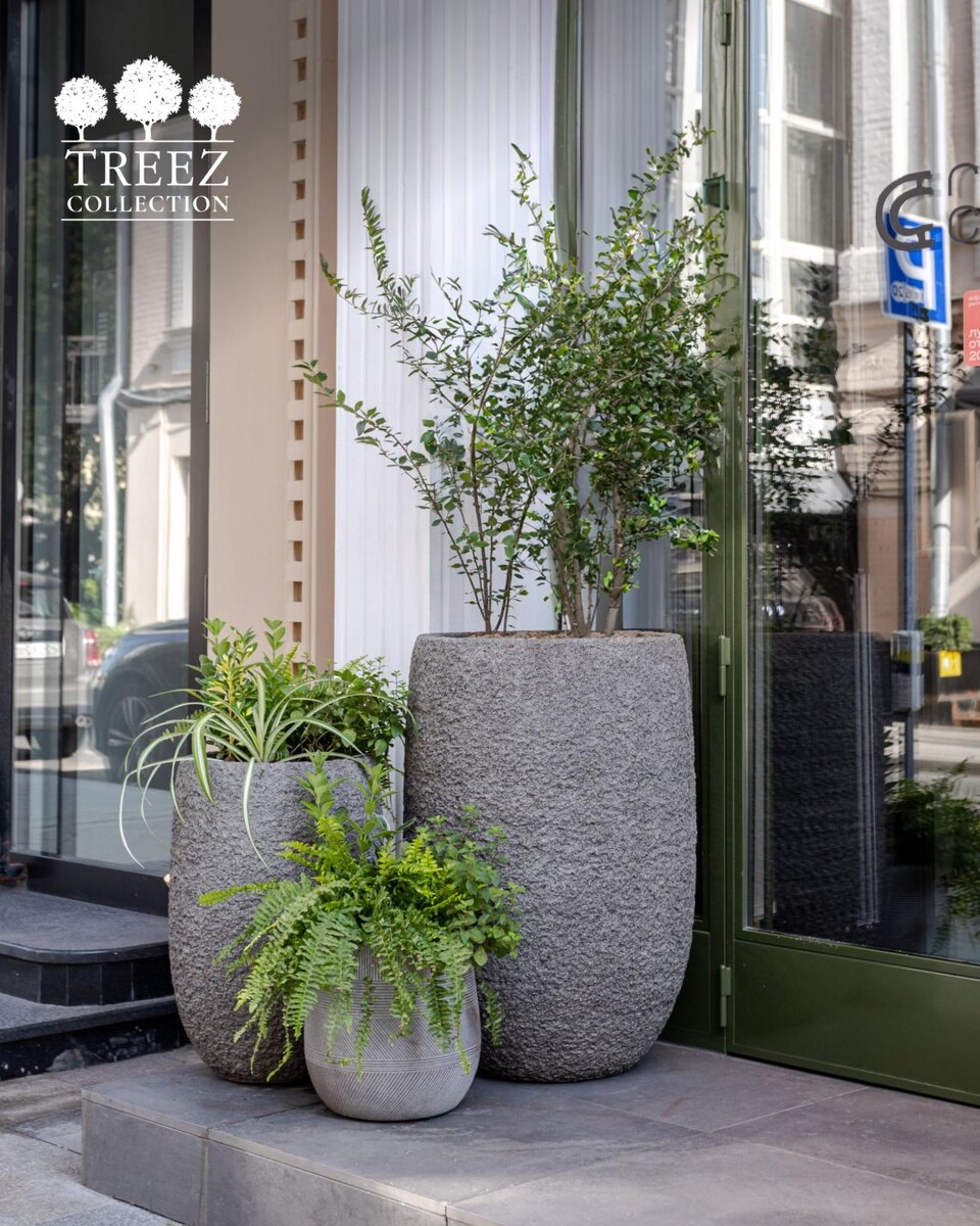 Кашпо и растения Treez Collection