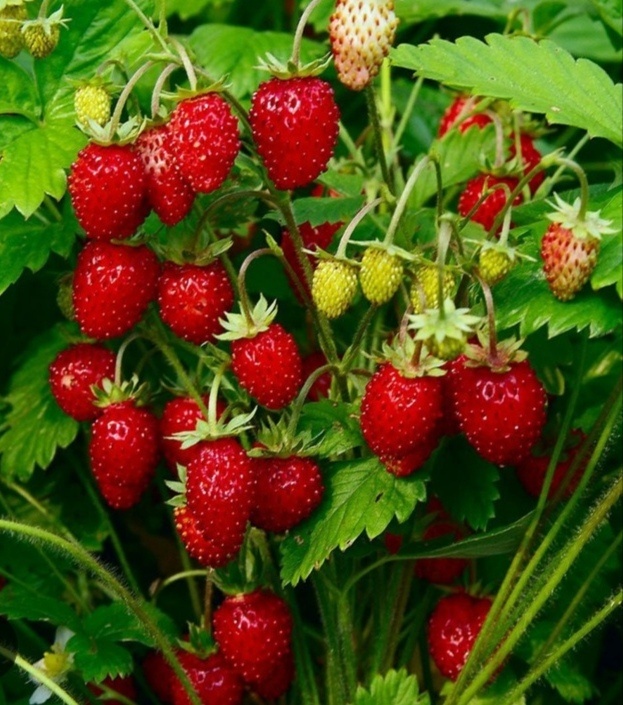 Фото из интернета 